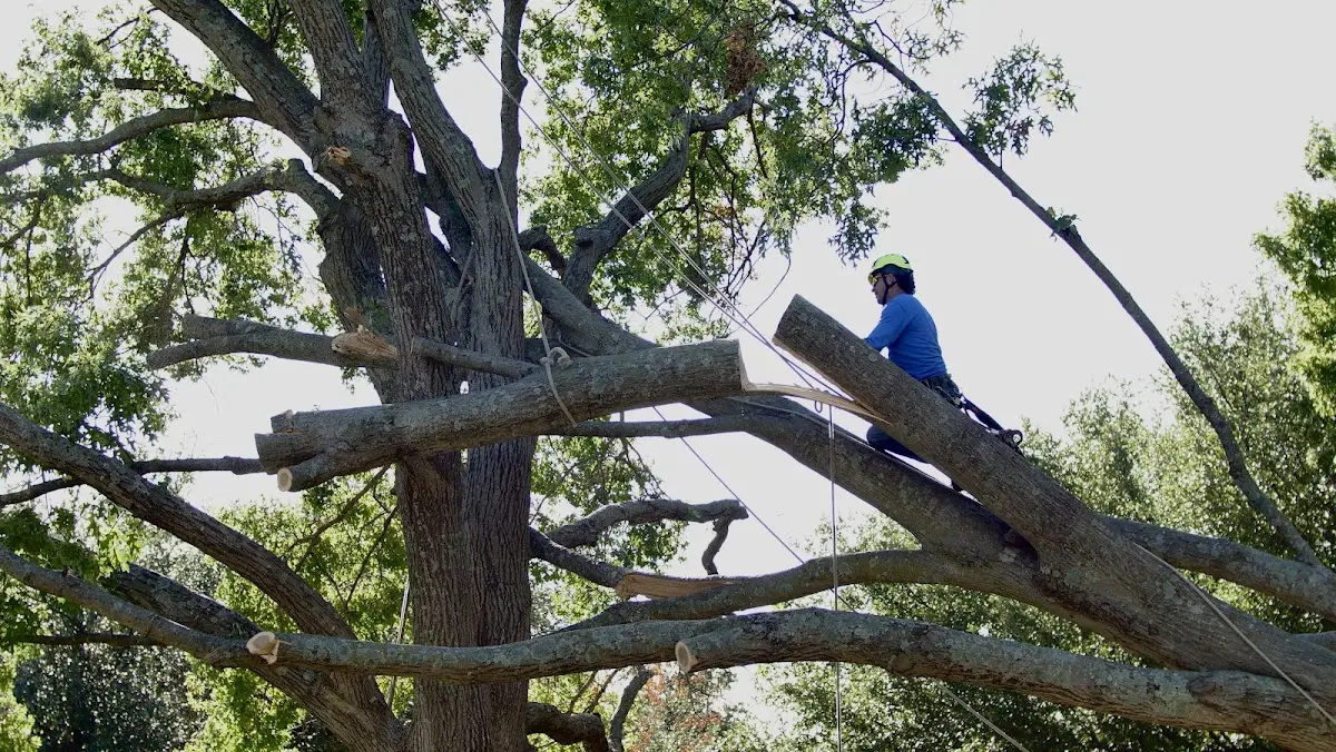 Professional Crown Thinning performed by certified arborists in Arlington
